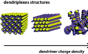Dendrimer-induced DNA bending