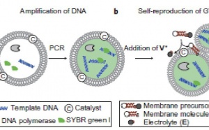 Self-reproduction of supramolecular giant vesicles combined with the amplification of encapsulated DNA.