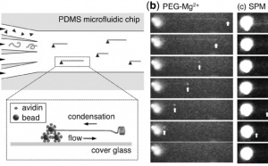 How environmental solution conditions determine the compaction velocity of  single DNA molecule