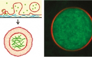 Encapsulation of cytoskeletal protein in giant liposomes