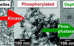 Enzyme-sensitive micellar aggregates