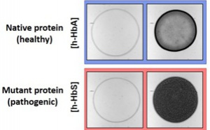 Protein mutation probed by the Coffee-Ring Effect and published in JACS!