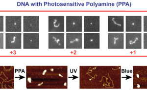 Photosensitive polyamines make DNA photocontrollable and ACS Nano!