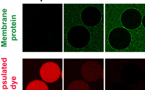 Membrane protein reconstitution made easy...and accepted in ChemBioChem!