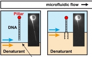 Microfluidic single-DNA unzipping just published in ChemComm!