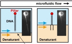 Microfluidic single-DNA unzipping just published in ChemComm!