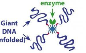 Our Angewandte paper on giant DNA-enzyme conjugates highlighted on CNRS website
