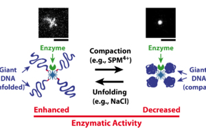 F1000 prime recommends our recent Angewandte paper on giant DNA-enzyme conjugates!