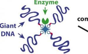 Our paper on giant DNA-enzyme star-shaped conjugates just published in Angewandte!