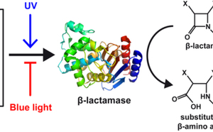 Just Accepted Paper: Photocontrol of enzyme synthesis and substrate conversion