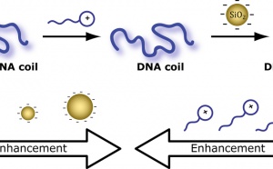 Just Accepted: More DNA compaction with negative charges!
