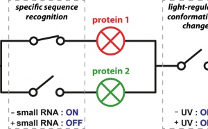 Just Published: Selective photocontrol of gene expression