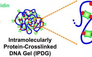 Protein-Crosslinked DNA Gels published in Small!