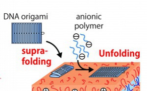 Our paper "Reversible supra-folding of user-programmed functional DNA nanostructures on fuzzy cationic substrates" has just been accepted in Angewandte Chemie. Our paper "Reversible supra-folding of user-programmed functional DNA nanostructures on fuzzy cationic substrates" has just been accepted in Angewandte Chemie.