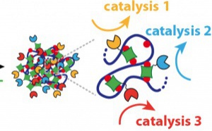 Our paper "Enzymatically Active DNA-Protein Nanogels with Tunable Cross-Linking Density" has just been accepted in Biomacromolecules Our paper "Enzymatically Active DNA-Protein Nanogels with Tunable Cross-Linking Density" has just been accepted in Biomacromolecules