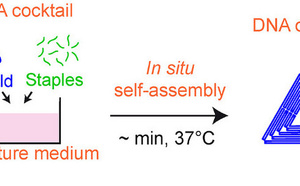 Ultra-fast Isothermal Formation of DNA Nanostructures in Culture Media: Application to in situ Assembly of DNA Origami with Living Cells