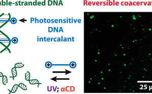Reversible Sequence-Dependent DNA Coacervation with an Azobenzene Intercalator