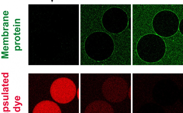 Membrane protein reconstitution made easy...and accepted in ChemBioChem!