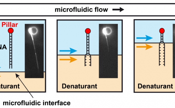 Microfluidic single-DNA unzipping just published in ChemComm!