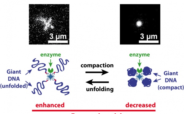 Our Angewandte paper on giant DNA-enzyme conjugates highlighted on CNRS website