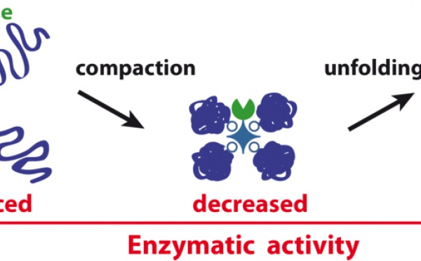 Our paper on giant DNA-enzyme star-shaped conjugates just published in Angewandte!