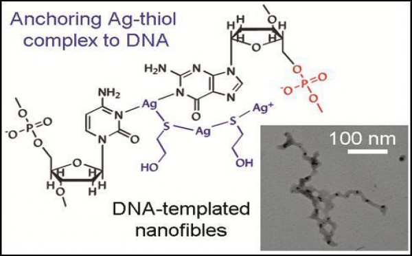 Just-Accepted Paper: Thiol-mediated DNA-templated silver nanofibers