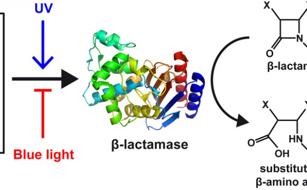 Just Accepted Paper: Photocontrol of enzyme synthesis and substrate conversion