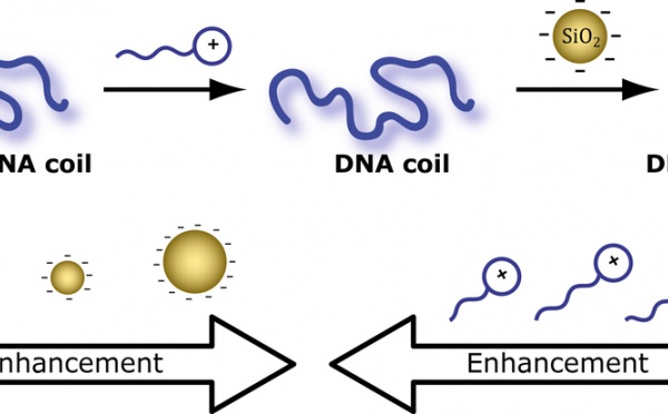 Just Accepted: More DNA compaction with negative charges!