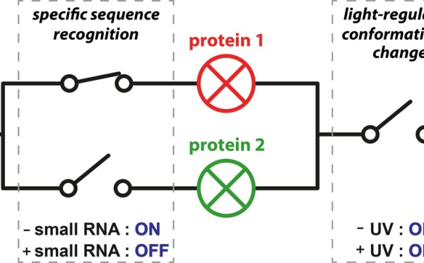 Just Published: Selective photocontrol of gene expression