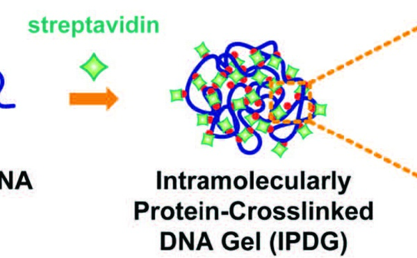Protein-Crosslinked DNA Gels published in Small!