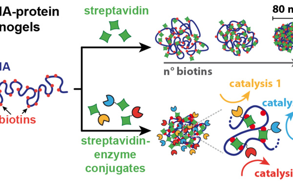 Our paper "Enzymatically Active DNA-Protein Nanogels with Tunable Cross-Linking Density" has just been accepted in Biomacromolecules