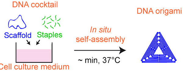 Ultra-fast Isothermal Formation of DNA Nanostructures in Culture Media: Application to in situ Assembly of DNA Origami with Living Cells