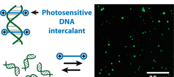 Reversible Sequence-Dependent DNA Coacervation with an Azobenzene Intercalator