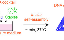 Ultra-fast Isothermal Formation of DNA Nanostructures in Culture Media: Application to in situ Assembly of DNA Origami with Living Cells