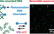 Reversible Sequence-Dependent DNA Coacervation with an Azobenzene Intercalator